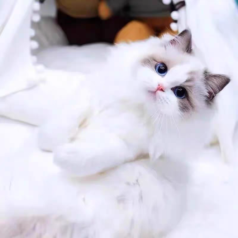 猫舍直销批发价格出售布偶猫